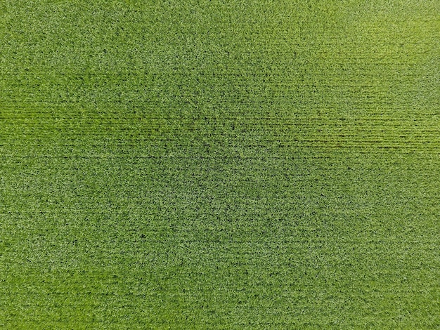 Foto das weizenfeld ist grün, junger weizen auf dem feld, blick von oben, textur des grünen weizen, grünes gras.