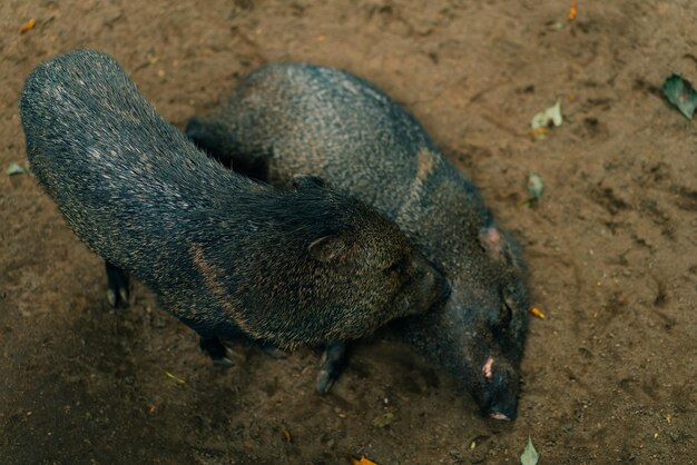 Das Wildschwein schläft auf dem Boden