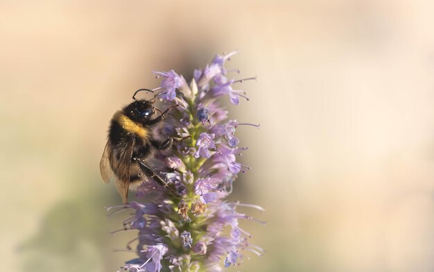 Foto das wunderschöne bild der honigbiene und der blumen und das hintergrundbild mit einem 8k-porträt