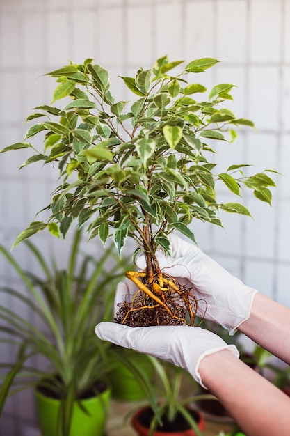 Das Wurzelsystem von Ficus Benjamin. Transplantation