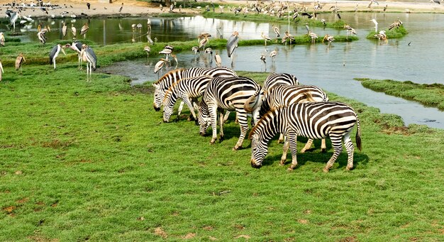 Das Zebra isst das Gras und die Pelikanfische am Brunnen, stellt ökologisch koexistieren dar