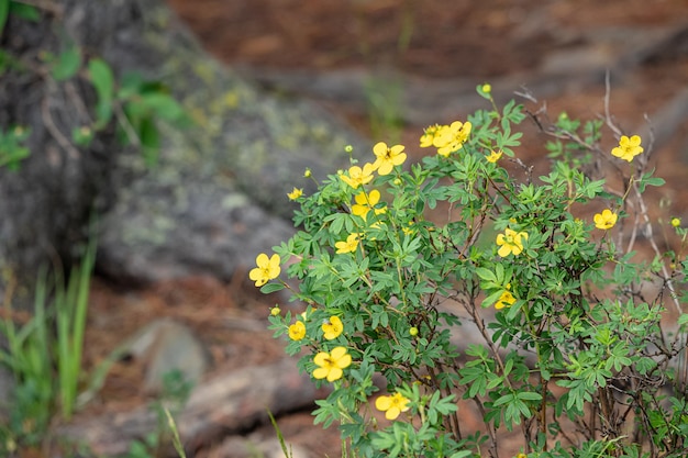 Dasiphora fruticosa ou chá Kuril é um arbusto com flores amarelas vivas que é usado como fitoterapia