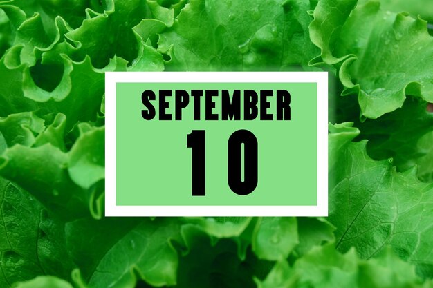 Data do calendário na data do calendário no fundo da alface verde deixa 10 de setembro
