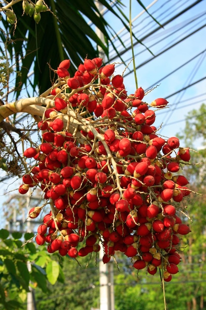 Dátiles rojos de una palmera real