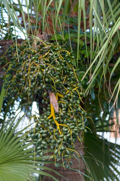 Dátiles verdes de una Phoenix dactylifera