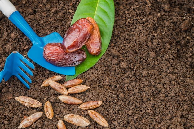 Dattelfrüchte und Samen auf dem Boden mit landwirtschaftlichen Geräten
