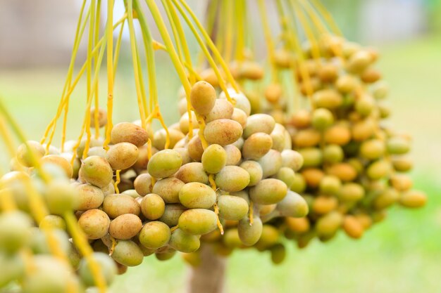 Datteln Palmzweige mit reifen Datteln