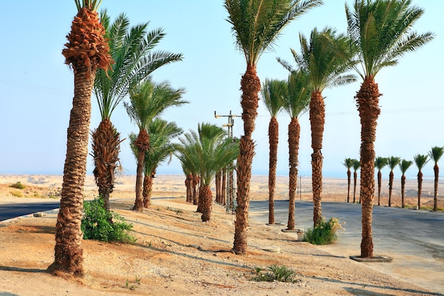 Dattelpalmen in der Nähe des Toten Meeres in Israel