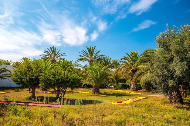 Dattelpalmen mit einem klaren blauen Himmel in Hammamet Tunesien