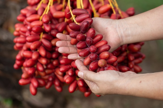 Dattelpalmen tragen in der Hand auf einem Dattelpalmenbaum Früchte. im Norden von Thailand gewachsen