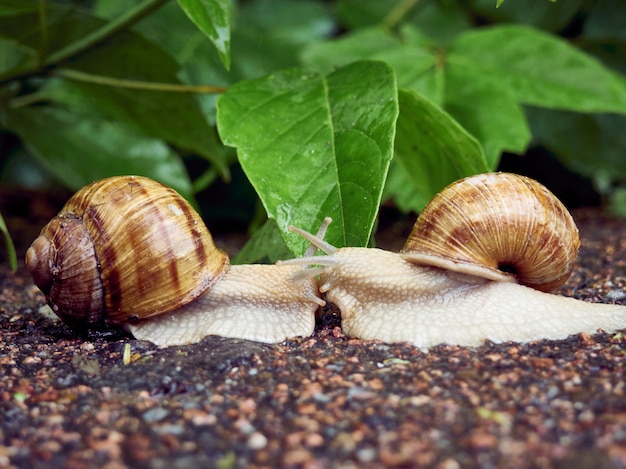 Datum von zwei Schnecken auf einem Hintergrund von Blättern