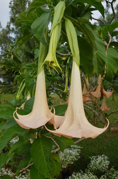 Datura-Blume