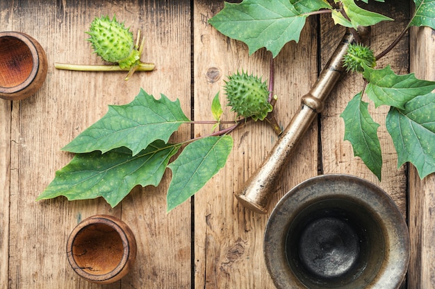 Datura em fitoterapia