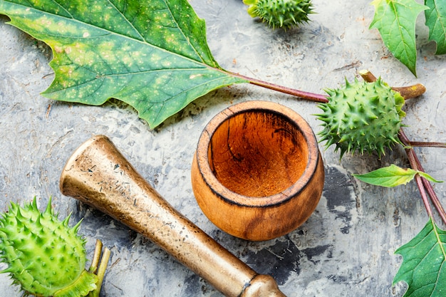 Datura en medicina herbal