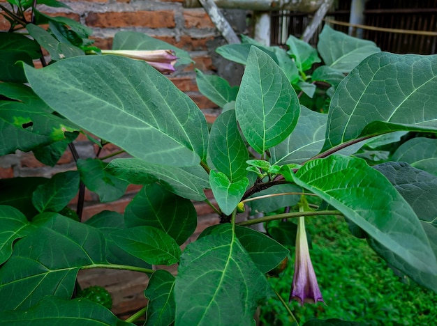 Datura Metel oder Trompetenblume Kecubung Pflanze im Garten