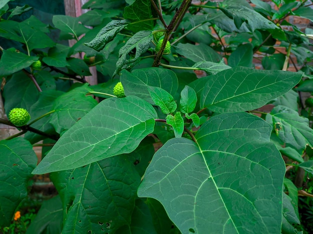 Datura Metel ou planta de kecubung de flor de trombeta no jardim