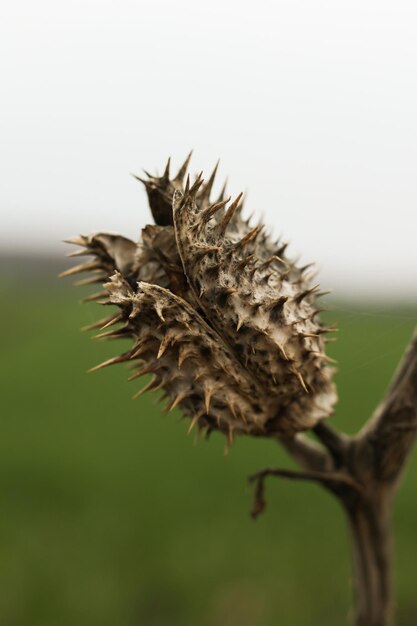 Foto datura stramonium conhecido pelos nomes comuns de maçã espinha jimsonweed demônios armadilha demônios trombeta