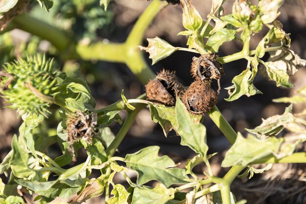 Foto datura stramonium, dornenapfel. wildpflanze im sommer geschossen.