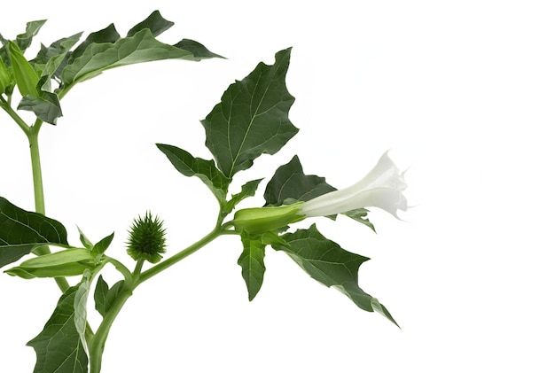 Datura stramonium Engel Trompetenblüten und zarte grüne Blätter vor weißem Hintergrund