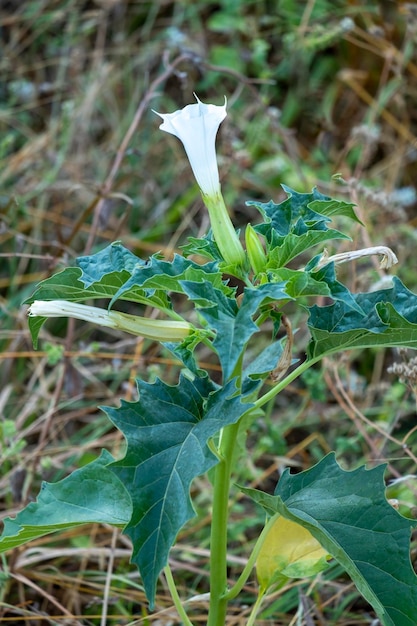 Foto datura stramonium planta alucinógena trompeta del diablo también llamada jimsonweed