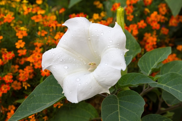 Foto datura