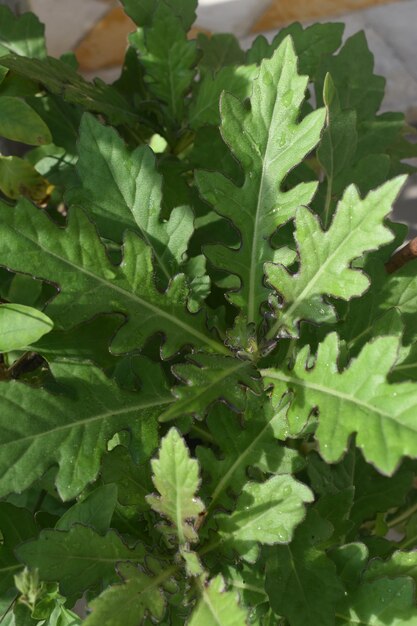 Foto daun dewa ou gynura procumbens