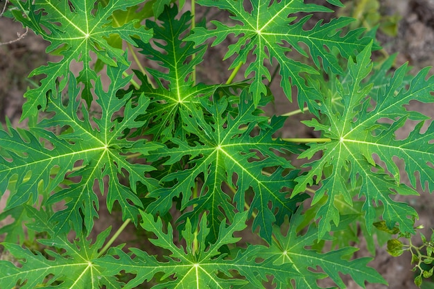 Daun pepaya verde o hoja de papaya en la naturaleza