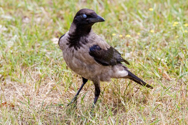 Daw pájaro caminando en un prado