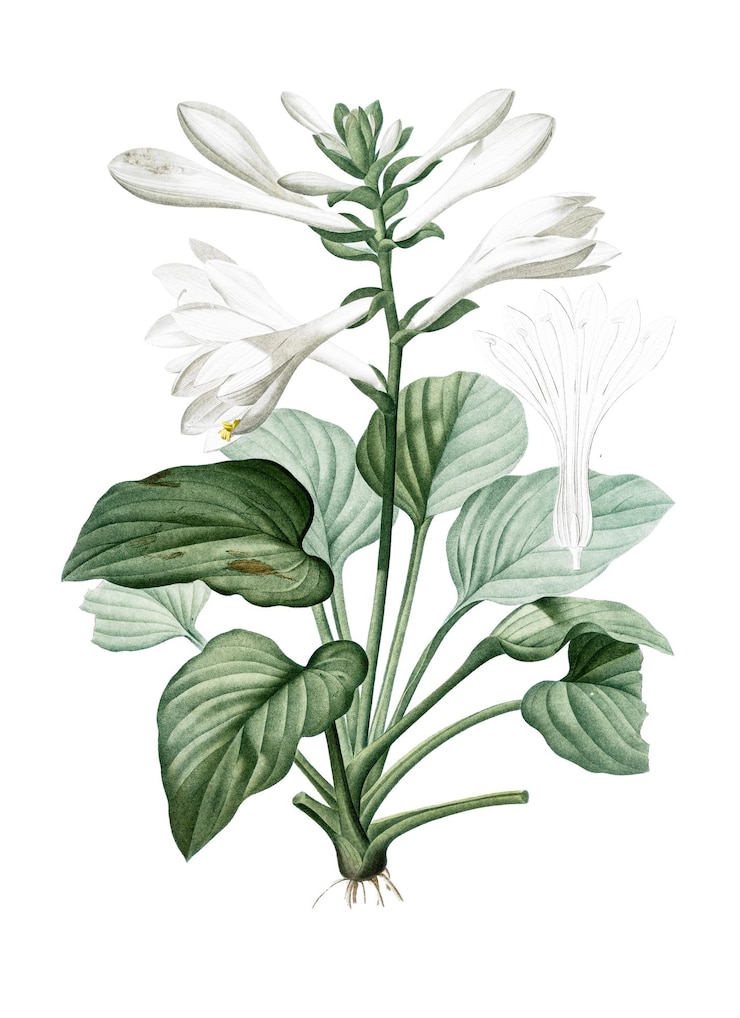 Foto daylily adesivo png ilustração botânica vintage fundo transparente