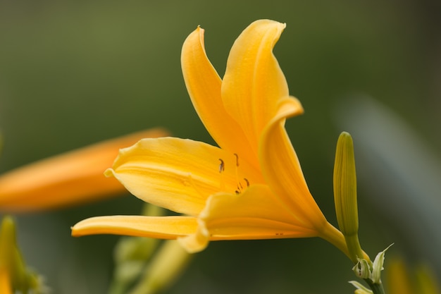 Daylily amarillo en el jardín