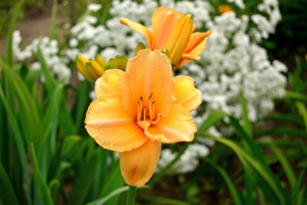 Daylily flor hermosa delicada en el jardín Naturaleza macro Primavera concepto