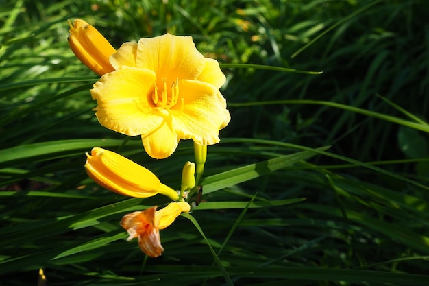 Daylily, ou lindo amarelo-limão, é uma planta herbácea perene lindamente florida.