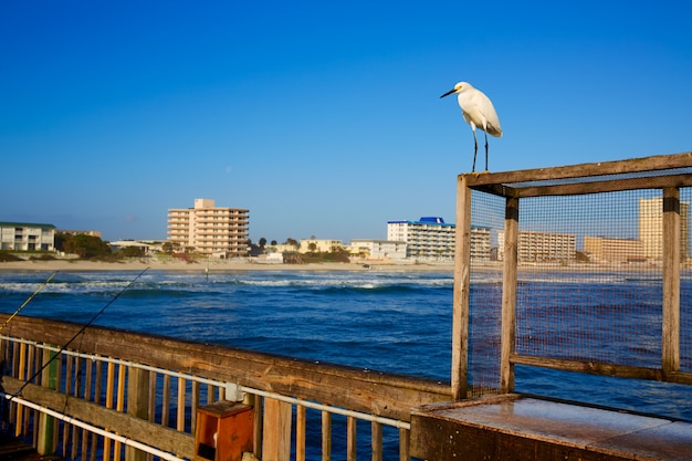 Foto daytona beach en florida desde el muelle de estados unidos