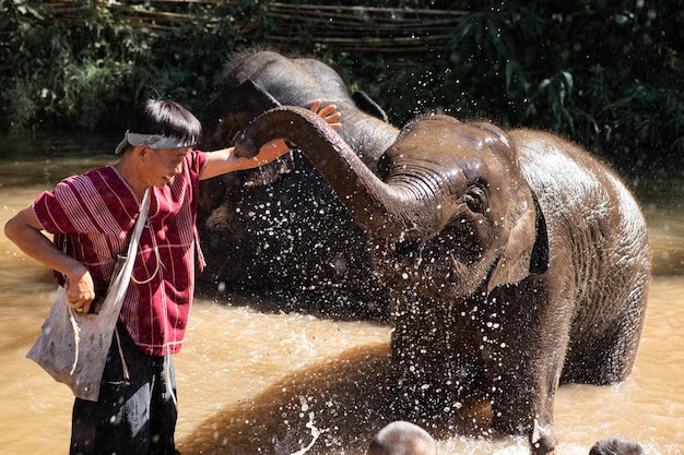 Foto dê banho em elefantes tailandeses de mahouts