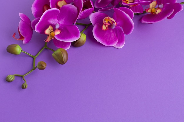 Foto de cabeça para baixo cópia espaço plano de fundo com orquídeas