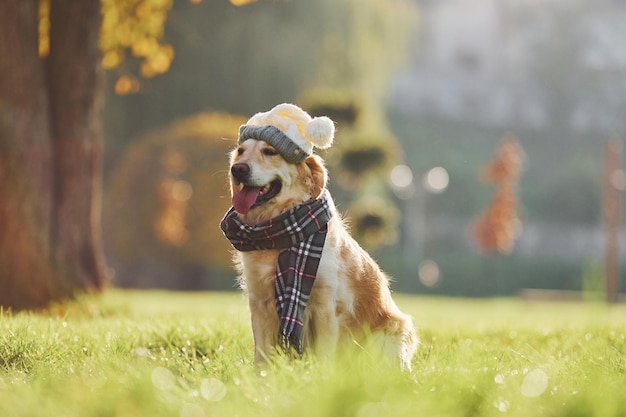 De chapéu e cachecol Lindo cachorro Golden Retriever passear ao ar livre no parque