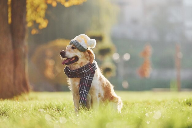 De chapéu e cachecol Lindo cachorro Golden Retriever passear ao ar livre no parque