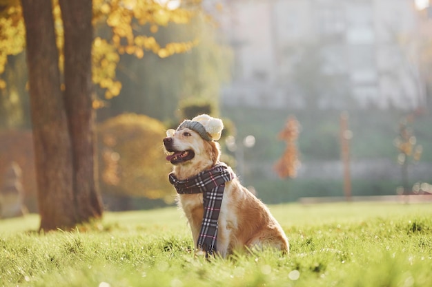 De chapéu e cachecol Lindo cachorro Golden Retriever passear ao ar livre no parque