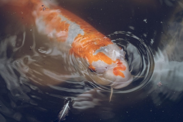 De cima, close-up de laranja com manchas brancas, peixe carpa Koi japonês flutuando na ondulação da água do lago lamacento