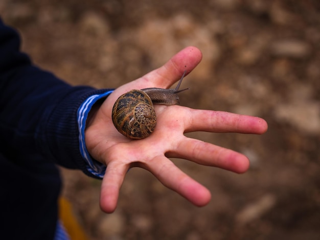 De cima da mão cortada de um homem anônimo com um grande caracol marrom com concha contra um fundo desfocado do chão