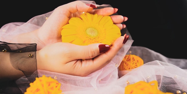 De cima de mulheres anônimas de colheita com manicure vermelha na moda segura em suas mãos flor gerbera amarela brilhante em quarto escuro