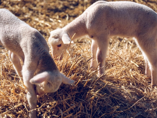 De cima de ovelhas brancas e fofas alimentando-se com feno seco enquanto pastavam no quintal da fazenda