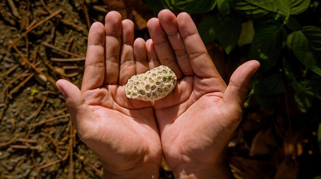 Foto de cima de um bocado de fóssil de coral desigual seco em mãos humanas com agulhas secas e folhas verdes