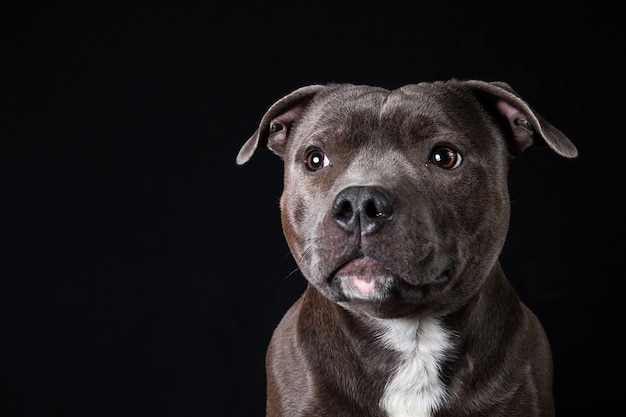 De cima do pacífico American Staffordshire Terrier em um estúdio em fundo preto