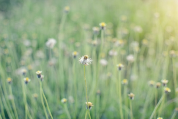 De-Fokus Grasblume auf der Wiese am Sonnenlichtnatur-Hintergrundfrühling.