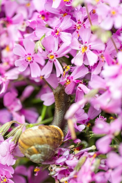 Foto de macro pequeno caracol de jardim comendo todo o botão da flor de ping