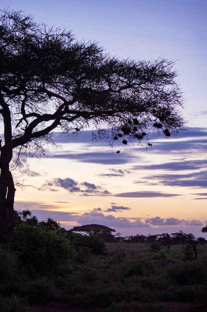 De manhã cedo Kilimanjaro Mountain view Parque Nacional Amboseli Nascer do sol no Parque Nacional Amboseli