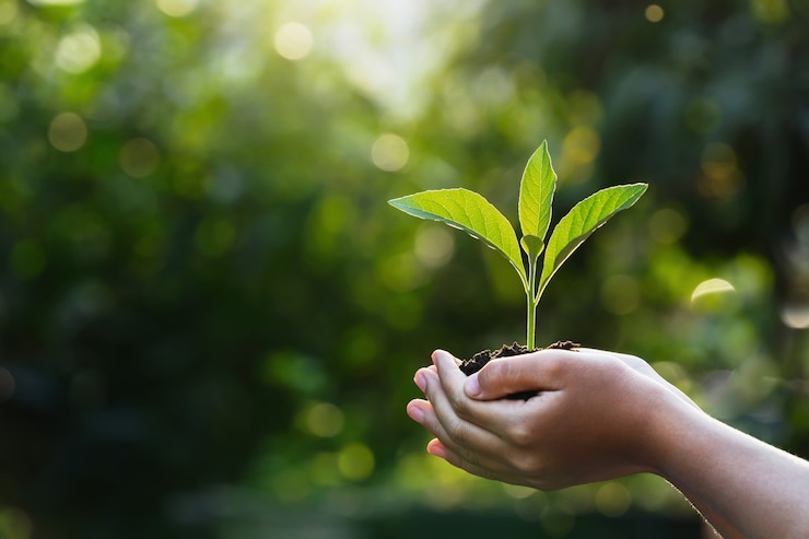 Foto dé a los niños que sostienen la plántula con luz del sol en la naturaleza verde. concepto eco día de la tierra