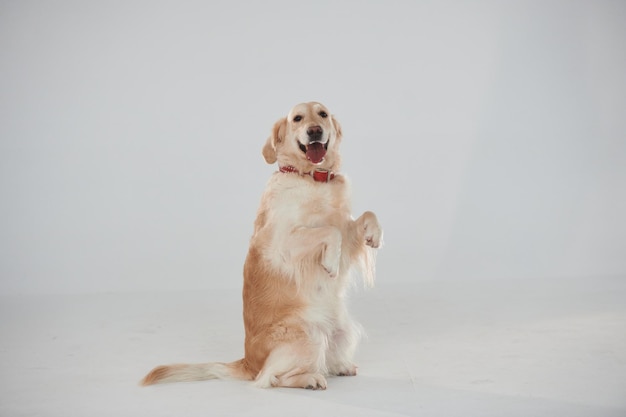 De pé sobre duas pernas, o golden retriever está no estúdio contra o fundo branco