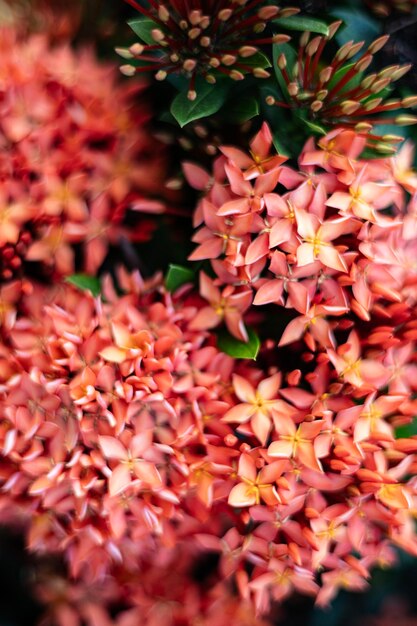 Foto de perto das rubiaceae vermelhas